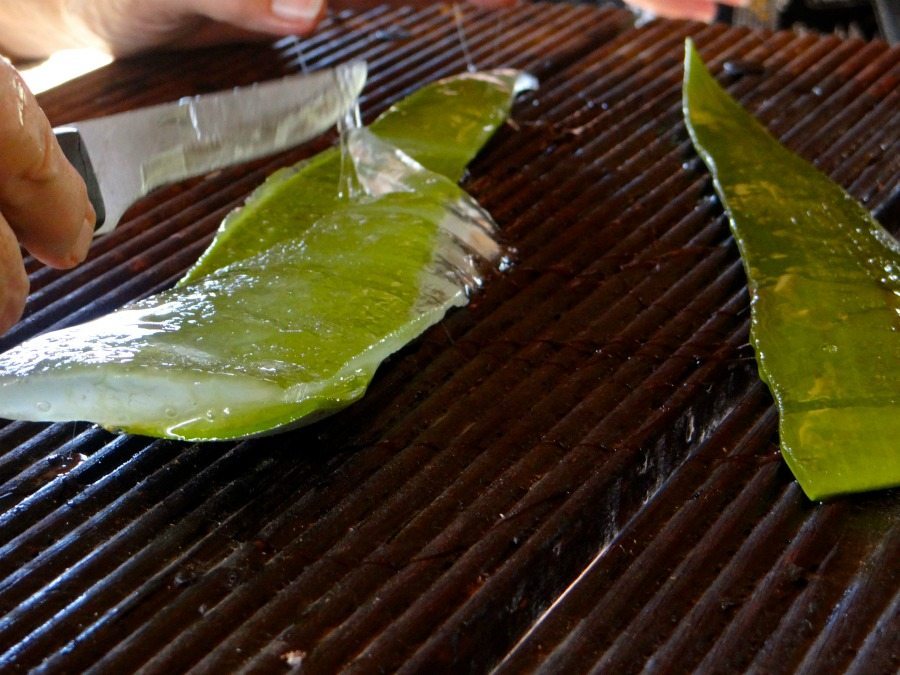 Aloe plantation Curacao