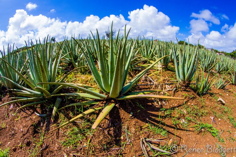 Learning How Aloe Vera Works Wonders At A Curacao Plantation We