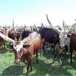 Anikole Cattle