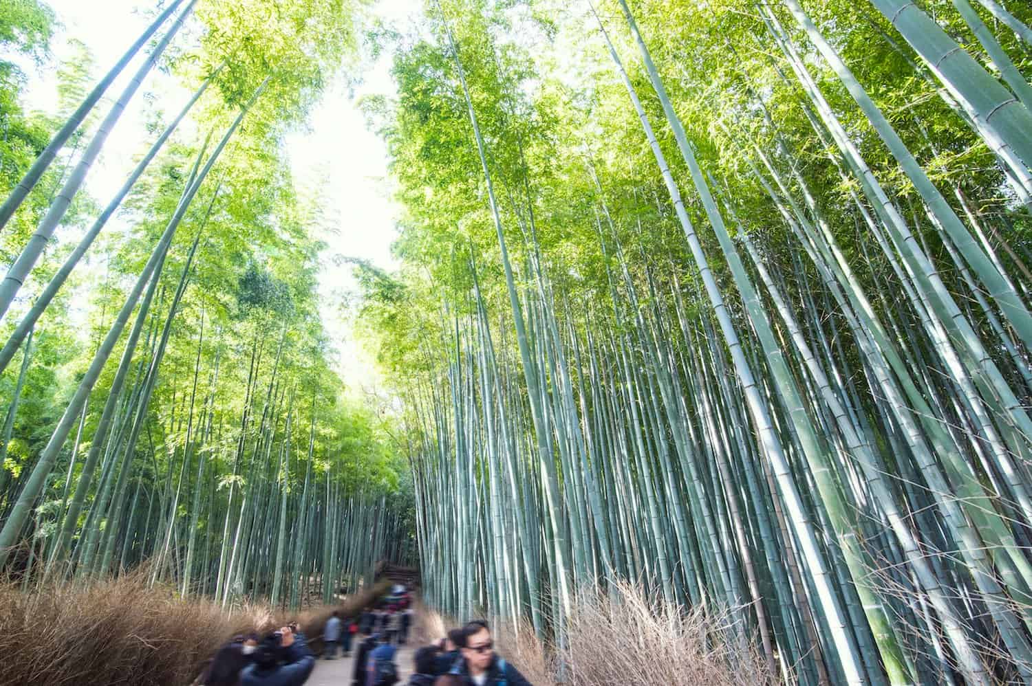 Arashiyama - Kyoto itinerary