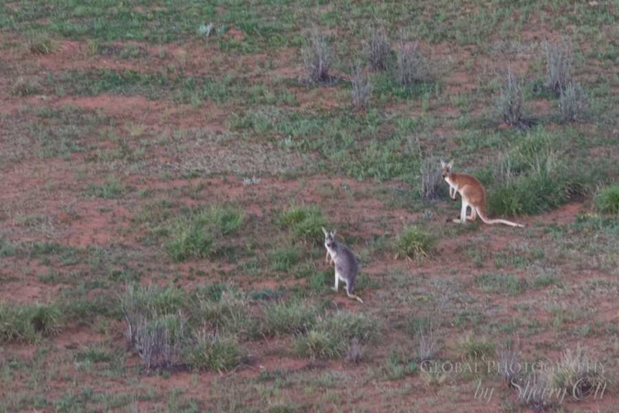 kangaroo outback