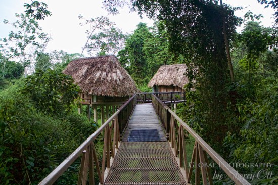 Belize Jungle 2 Pooks Hill Belize Jungle Lodge