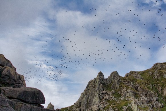 Bird Watching Diomede Island Russia (1) Bird watching Diomedes island Russia