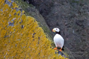 Bird Watching Diomede Island Russia 3 Bird watching Diomedes island Russia
