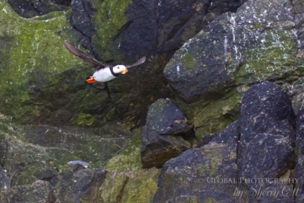 Bird Watching Diomede Island Russia 6 Bird watching Diomedes island Russia
