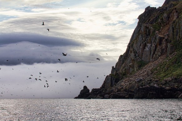 Bird Watching Diomede Island Russia Bird watching Diomedes island Russia