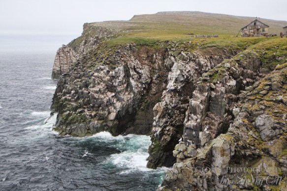 Bird Watching Kolyuchun Island Russia (1) Bird Watching Kolyuchun Island Russia