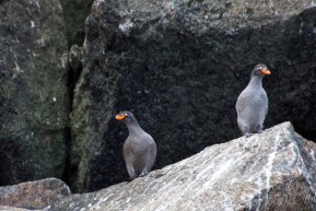 Bird Watching crested auklet Diomede Island Russia Bird watching Diomedes island Russia