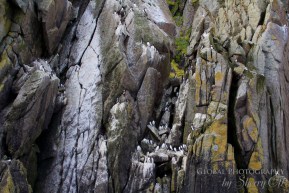 Bird Watching Diomedes Island Russia 1 Bird watching Diomedes island Russia