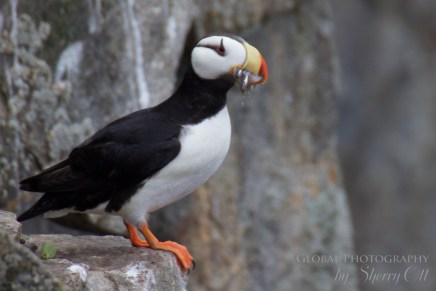 Bird Watching puffin eating Kolyuchun Island Russia Bird Watching Kolyuchun Island Russia