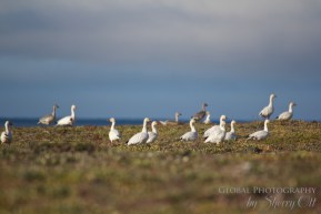 Bird Watching snow geese Wrangel Island Russia 1 Bird watching wrangel island