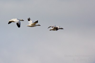 Bird Watching snow geese Wrangel Island Russia 2 Bird watching wrangel island snow geese