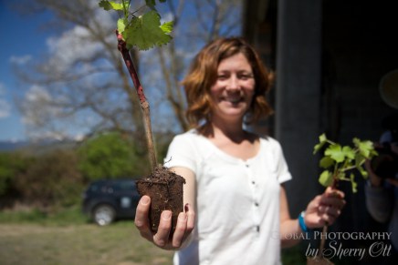 Catalonia Food (6) Ice wine pyrenees