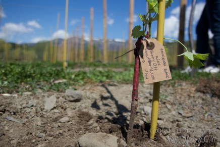 Catalonia Food (7) ice wine pyrenees