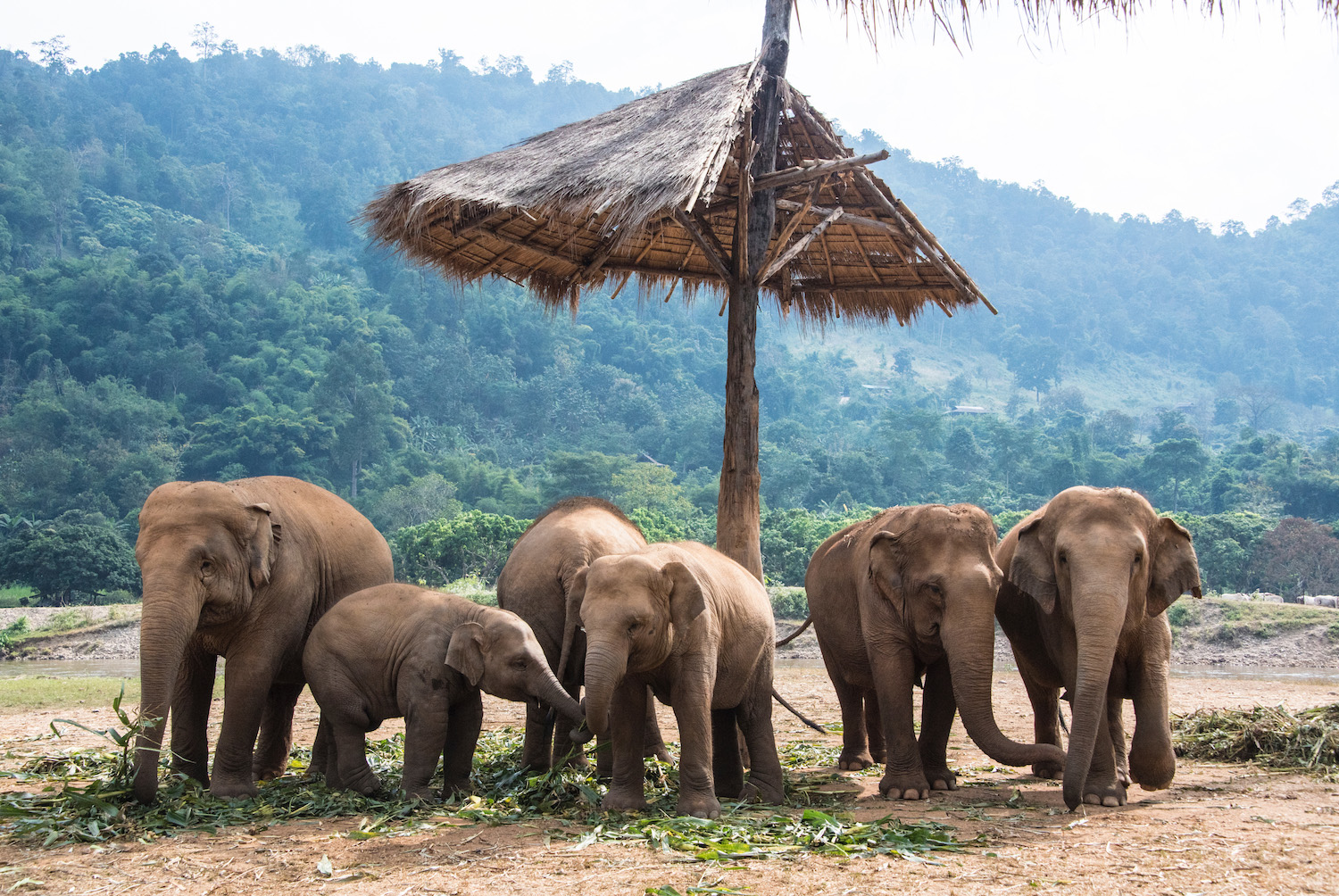 Chiang Mai elephants