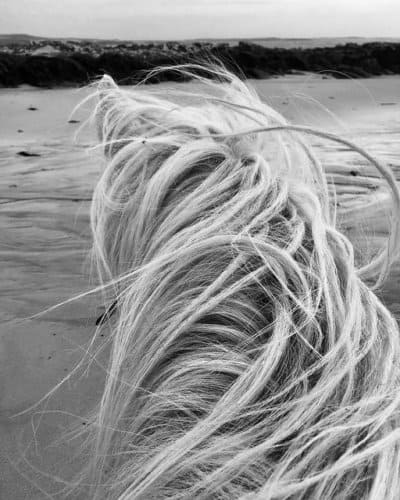 connemara pony, horse, pony, mane, the pont pony trekking, galaway bay, beach, ireland