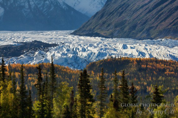 Fall Colors Alaska 2 (1)