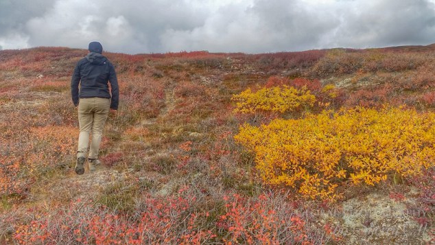 Fall Colors Alaska 3