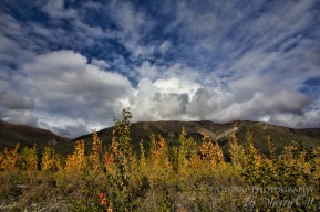 Fall Colors Alaska 5