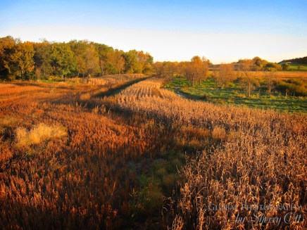 Fall Colors Minnesota 3