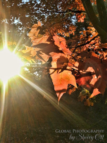 fall leaves new york