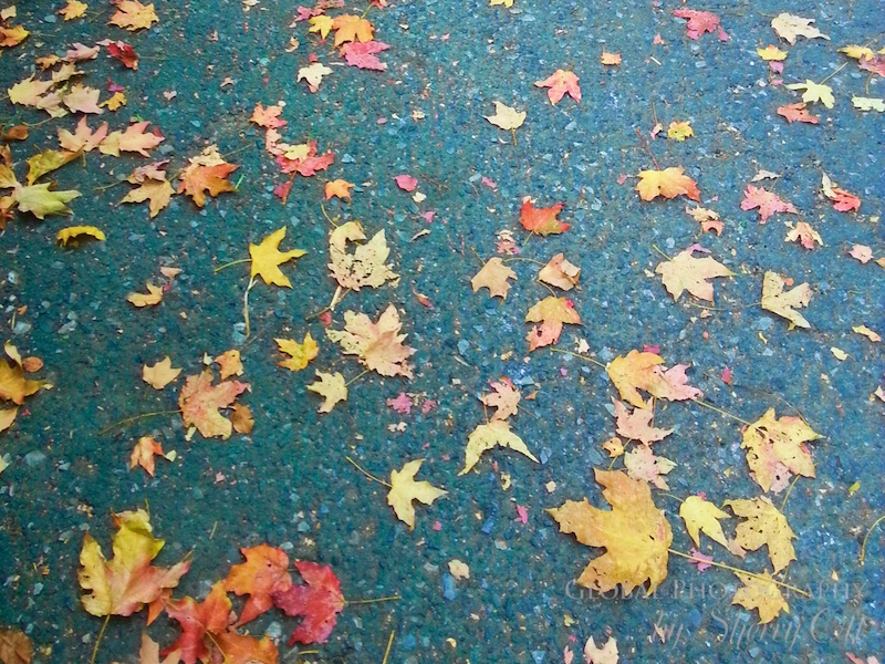 Fall colors new york
