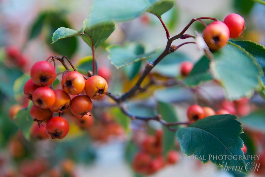 colorful berries