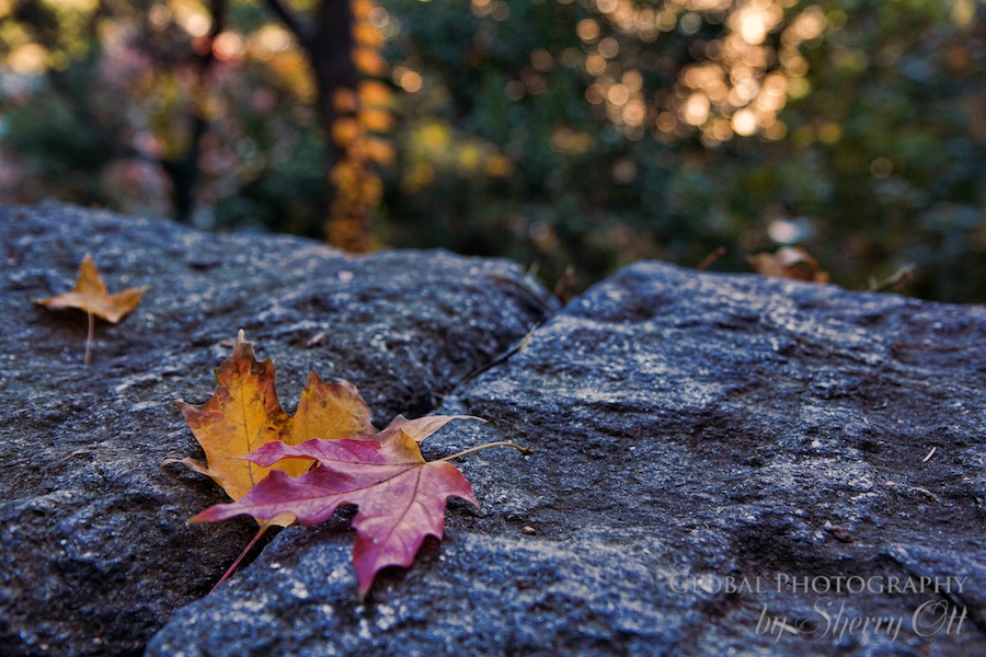 Autumn leaves fort tyron