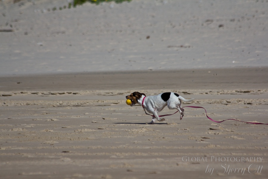 dog playing fetch