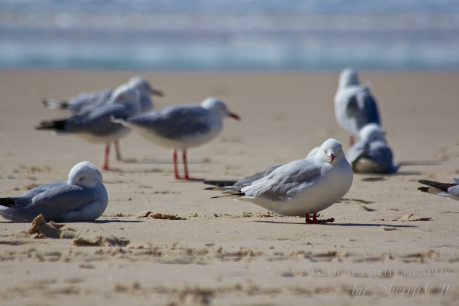 gold coast birds