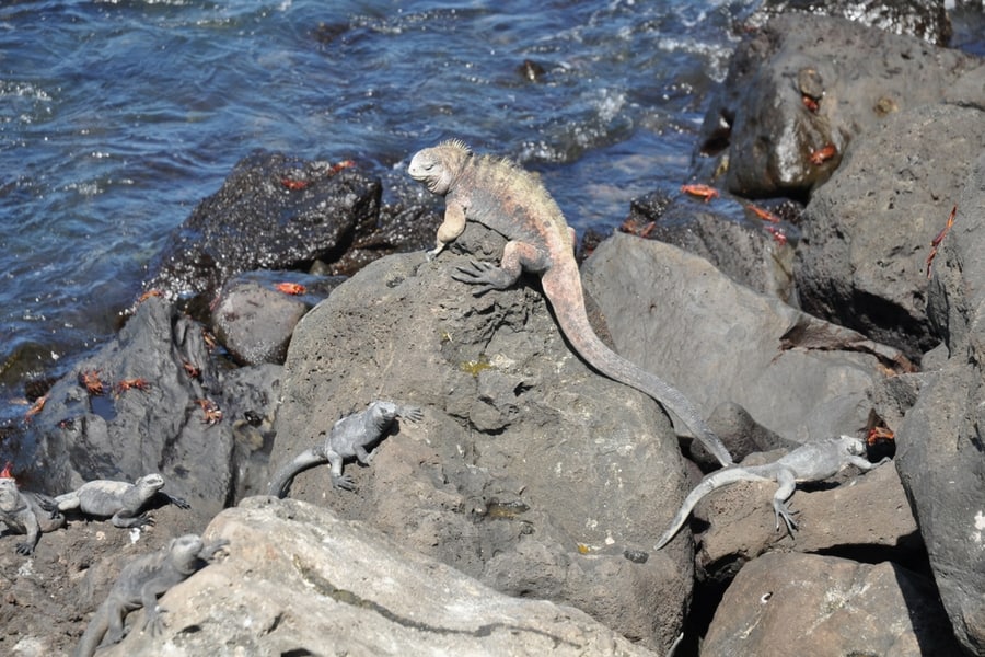 Several iguanas climb over rocks in Galapagos Islands