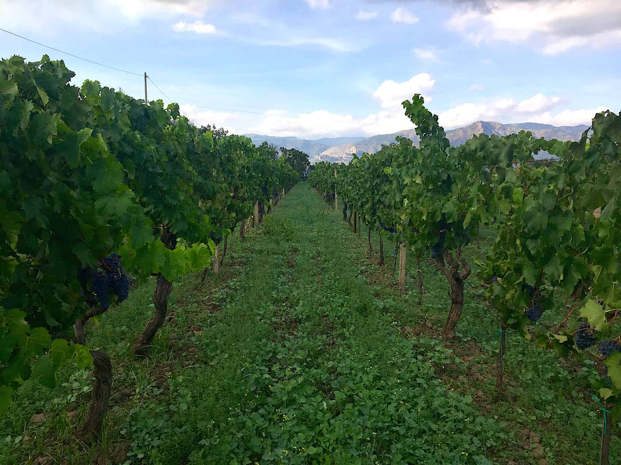 Tascante vineyards, Mount Etna