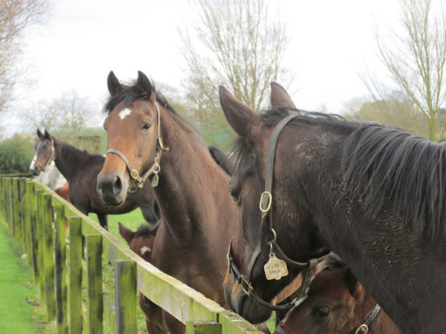 irish national stud, horses, mares, horses in kildare, thoroughbred horses, irish national stud horses