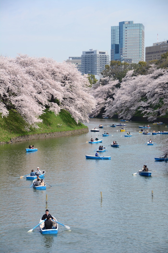 Sakura Cherry Blossoms in Tokyo, Japan