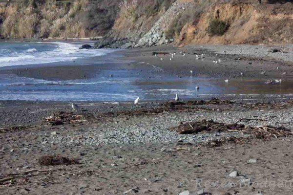 Mendocino Trip Dec 2015 (184)