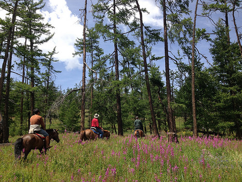 mongolia, mongolian forest, national geographic expeditions, mongolian horse trek, horseback riding vacation