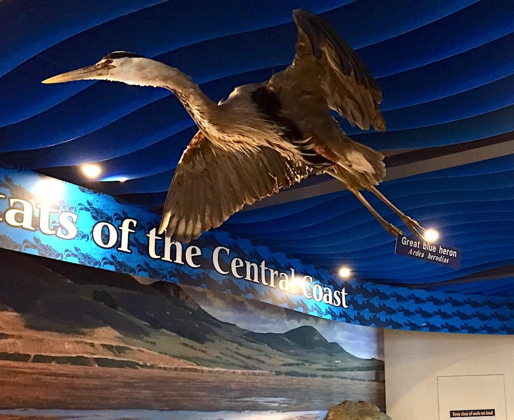 Giant blue heron, Morro Bay, California