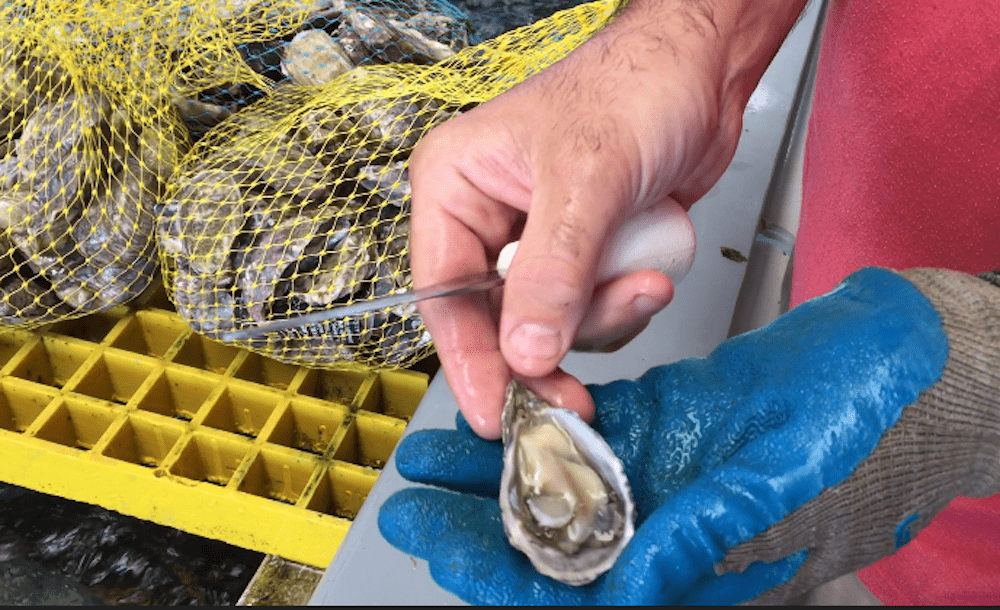 At Morro Bay Oyster Company location on Embarcadero, Morro Bay, California