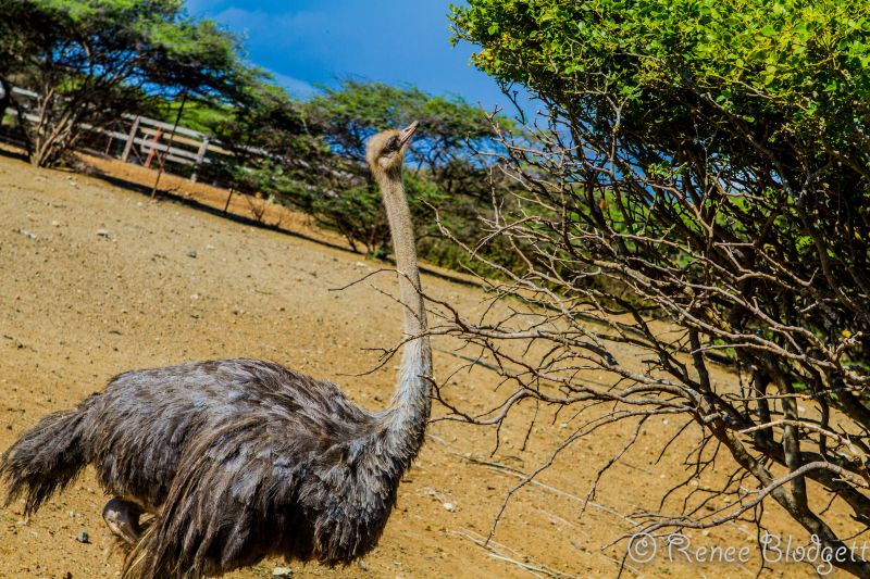 Ostrich Crocodile Farm (12)