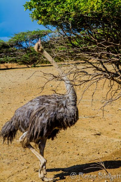 Ostrich Crocodile Farm (13)