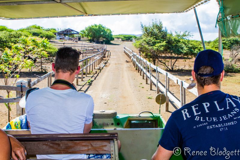 Ostrich Crocodile Farm (19)