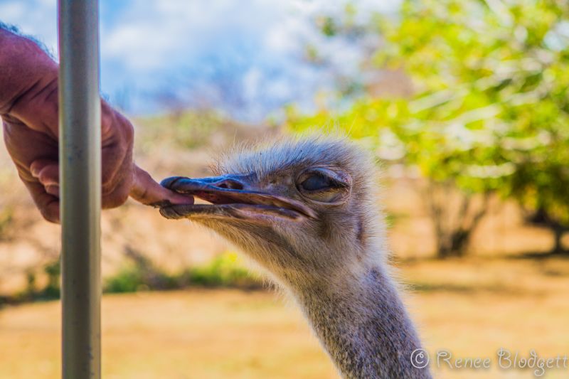 Ostrich Crocodile Farm (22)