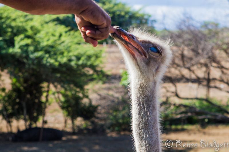 Ostrich Crocodile Farm (25)