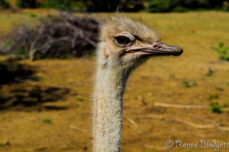 Ostrich Crocodile Farm (33)