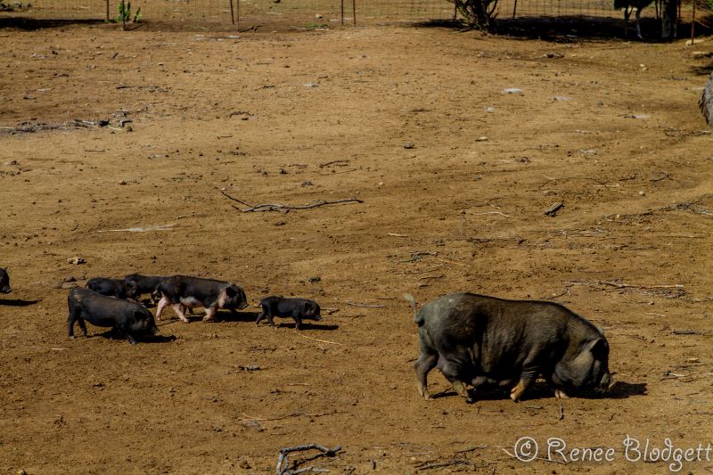 Ostrich Crocodile Farm (42)