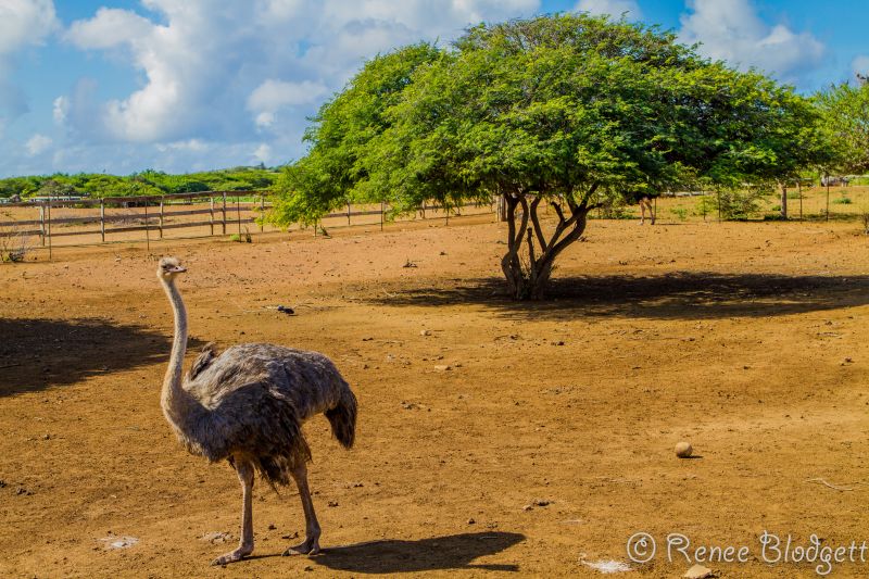 Ostrich Crocodile Farm (44)