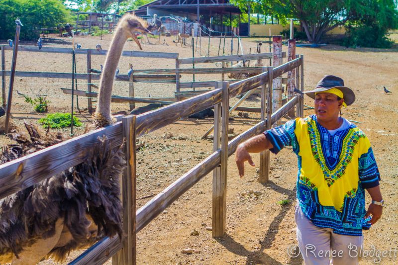 Ostrich Crocodile Farm (55)
