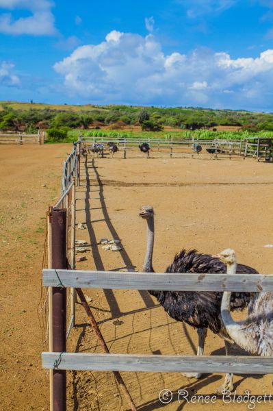Ostrich Crocodile Farm (58)