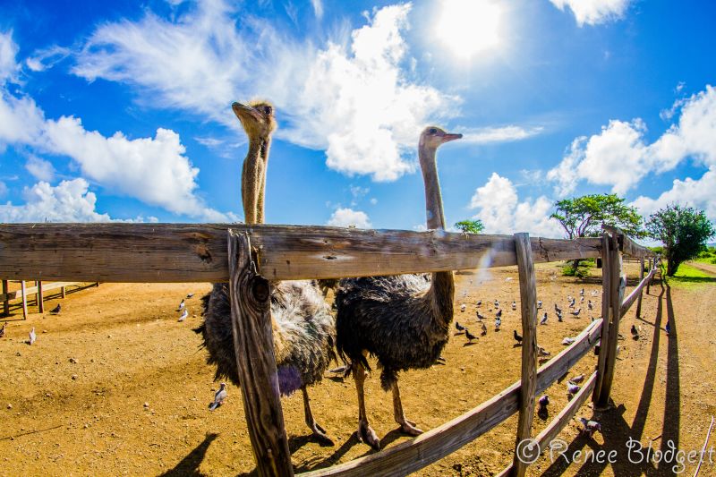 Ostrich Crocodile Farm (62)