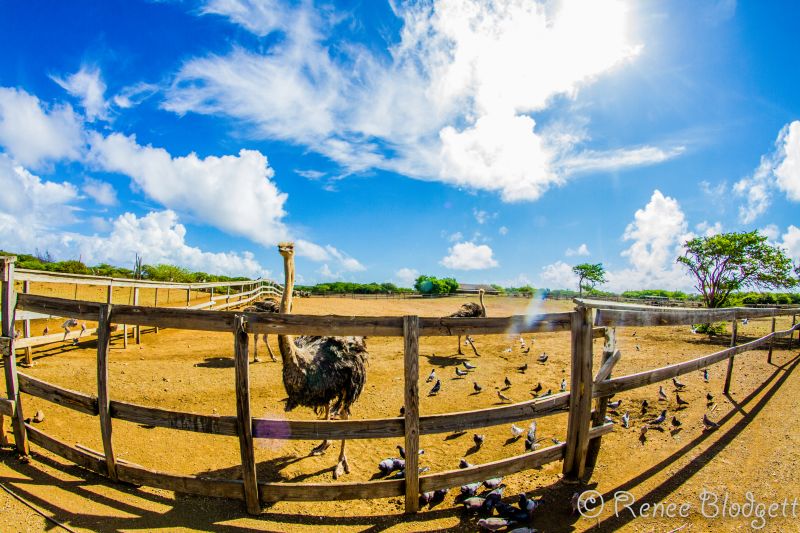 Ostrich Crocodile Farm (64)